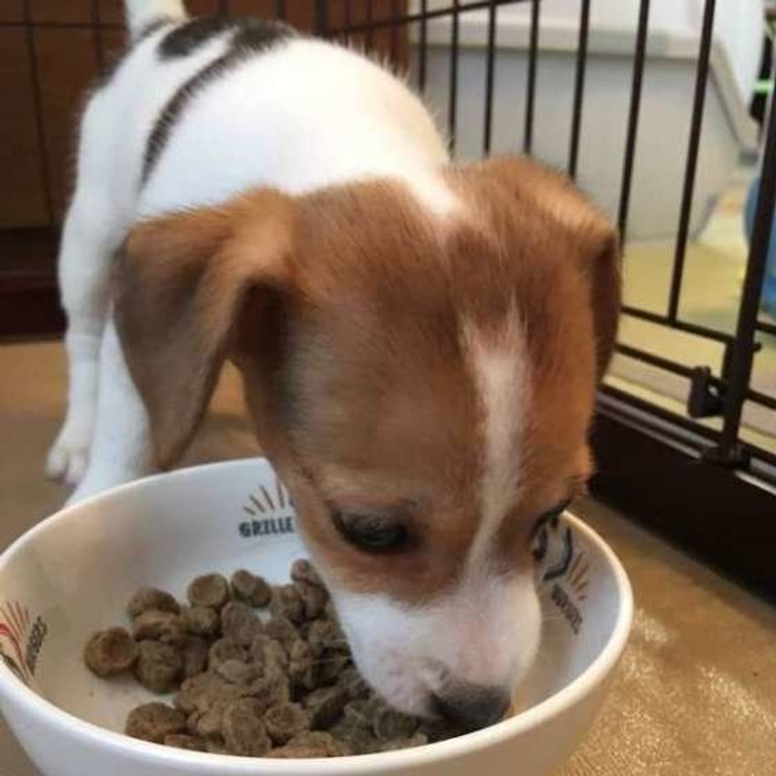犬のフードやおやつに入ってる添加物って危険なの 獣医師が解説 いぬのきもちweb Magazine 犬のフードやおやつに入ってる添加物って危険なの 獣医師が解説 いぬのきもちweb Magazine