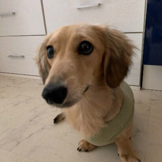 ミニチュア・ダックスフンド