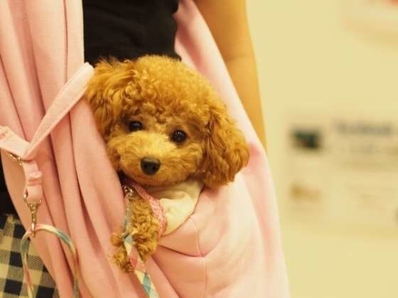 トイ・プードルのティアラちゃん