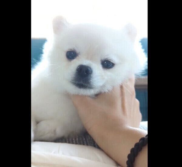 「なでられて当然」という顔をするこめたくん