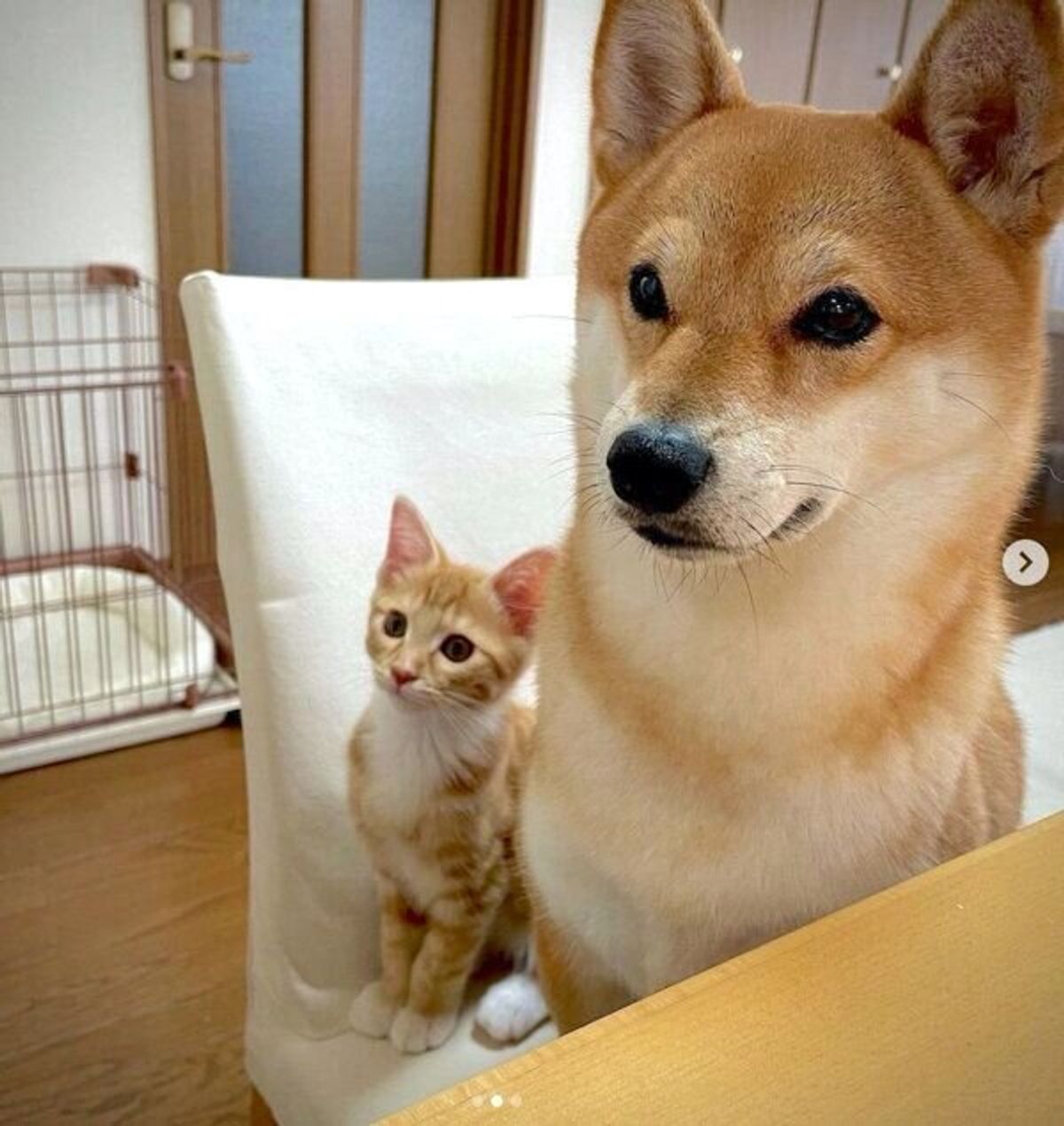 おやつタイム の飼い主さんをじーっ 可愛い圧をかける 柴犬 子猫 のコンビにキュン いぬのきもちweb Magazine おやつタイム の飼い主さんをじーっ 可愛い圧をかける 柴犬 子猫 のコンビにキュン いぬのきもちweb Magazine