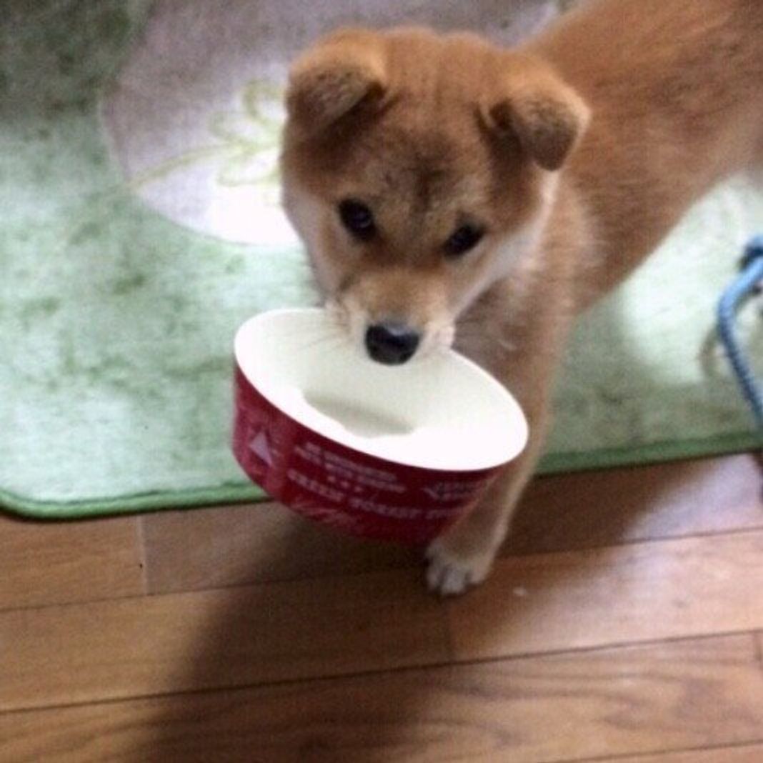 噛まずに飲み込んだり 犬の 早食い って大丈夫 体への影響や防止策を獣医師が解説 いぬのきもちweb Magazine 噛まずに飲み込んだり 犬の 早食い って大丈夫 体への影響や防止策を獣医師が解説 いぬのきもちweb Magazine