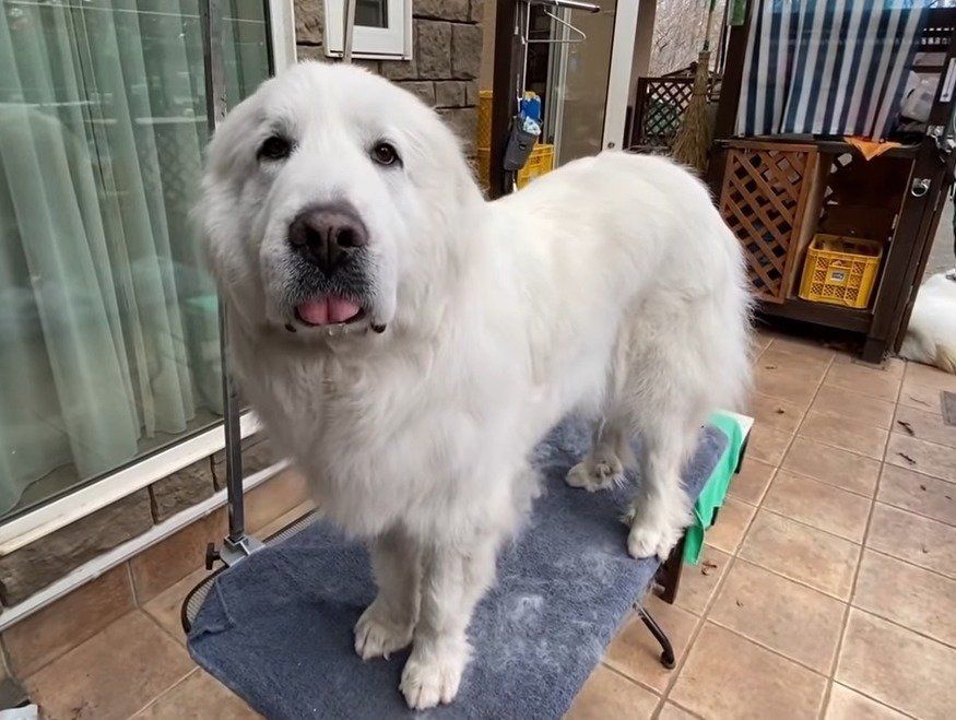 換毛期に突入したグレートピレニーズの毛の抜け方がスゴイ いぬのきもちweb Magazine