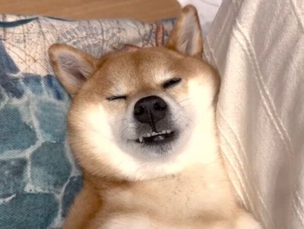 幸せそうな寝顔を見せる花子ちゃん