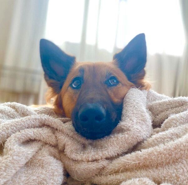 まったりするくま子ちゃん