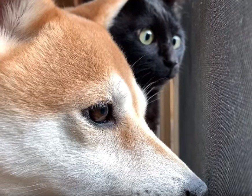 眺める犬と猫