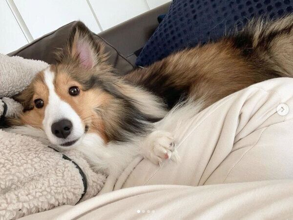 飼い主さんに寄り添うルネちゃん