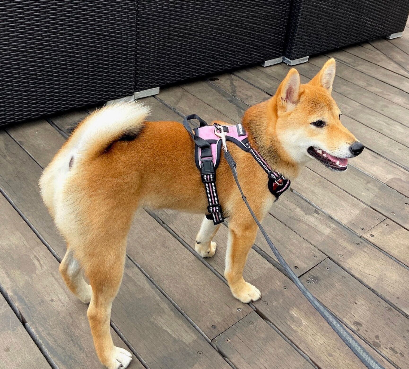 生後6カ月のころに撮影したおとちゃん