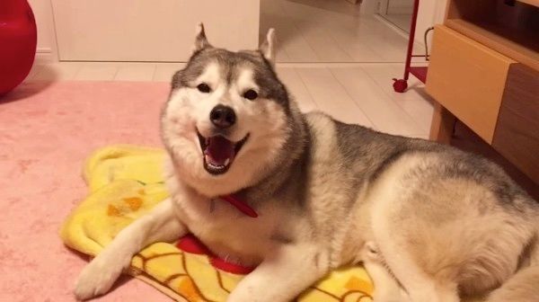 毛布が好きなシベリアン・ハスキー