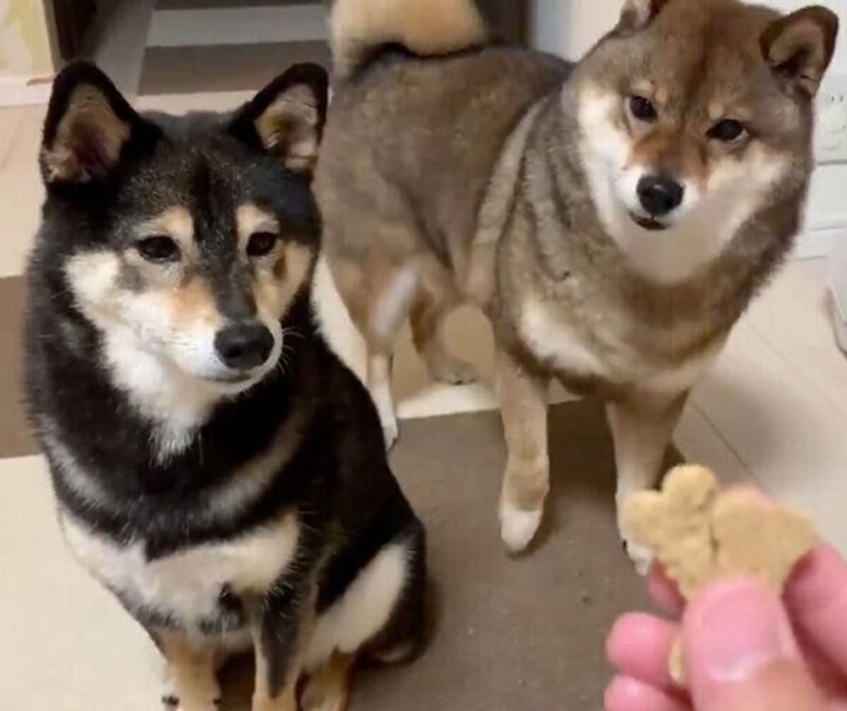 待て と言ったら 柴犬ズの反応の違いがレベルの高いコント 臆病 コミカル な性格に変わった元繁殖犬 花ちゃんの今を聞いた いぬのきもちweb Magazine 待て と言ったら 柴犬ズの反応の違いがレベルの高いコント 臆病 コミカル な性格に変わった元繁殖犬 花ちゃんの今を聞いた いぬのきもちweb Magazine