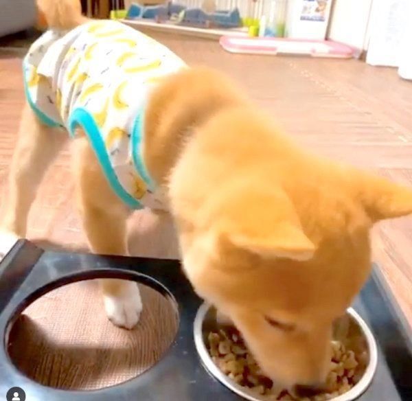 逆ハイハイする豆柴のうにくん