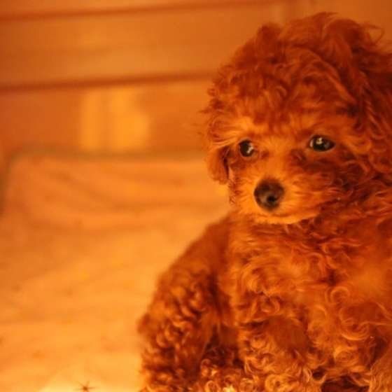 クレートの中が安心