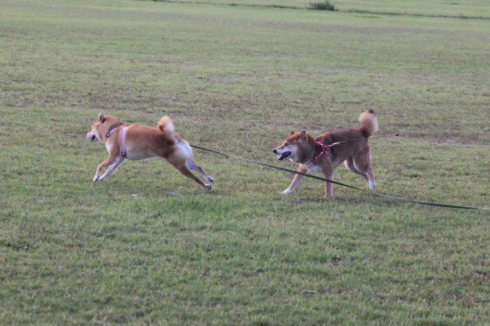 まてまてー！やだー！