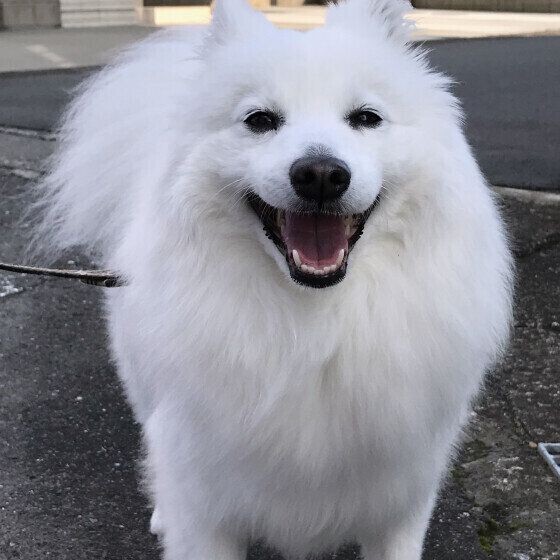 犬が人にみせるさりげない愛情表現とは？ 愛犬からのサインに気がつくポイント いぬのきもち