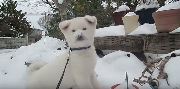 雪がついた柴犬