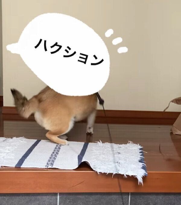 「お父さんのくしゃみ」で飛び起きるこてつくん