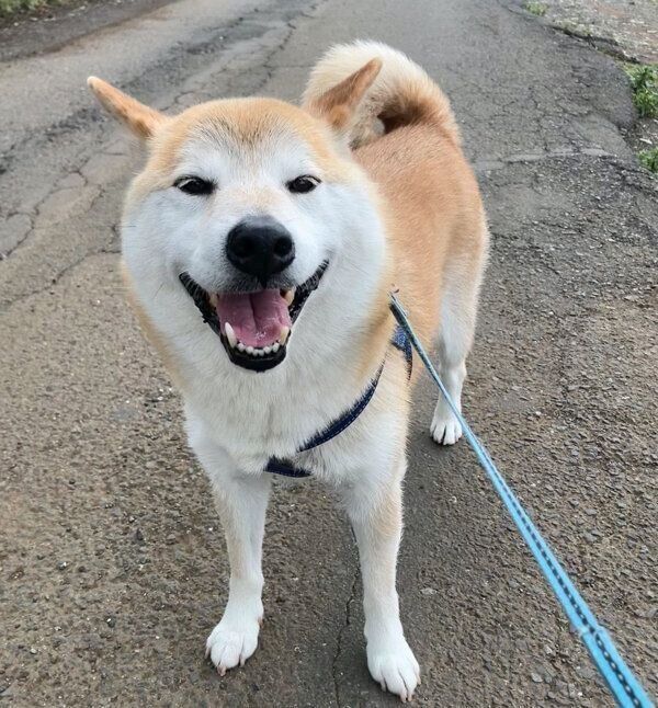 お散歩を楽しむ福丸くん