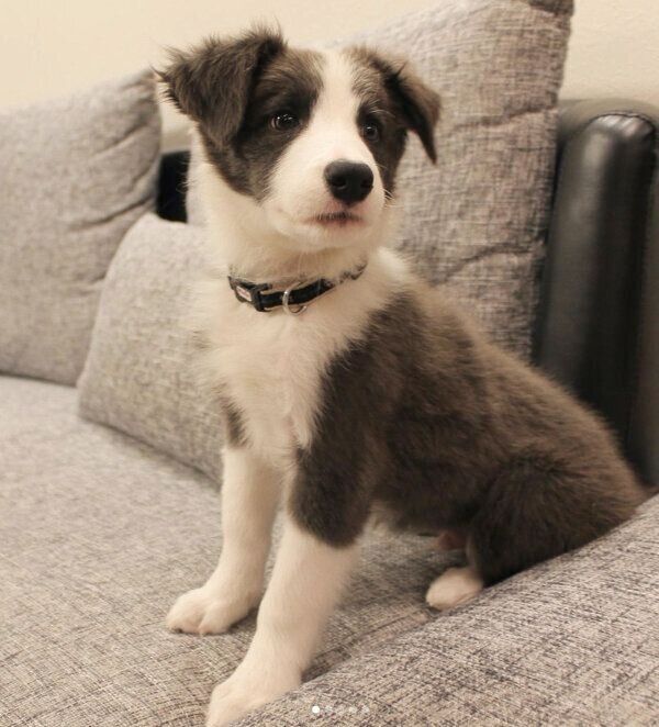 オスワリするルイスくん