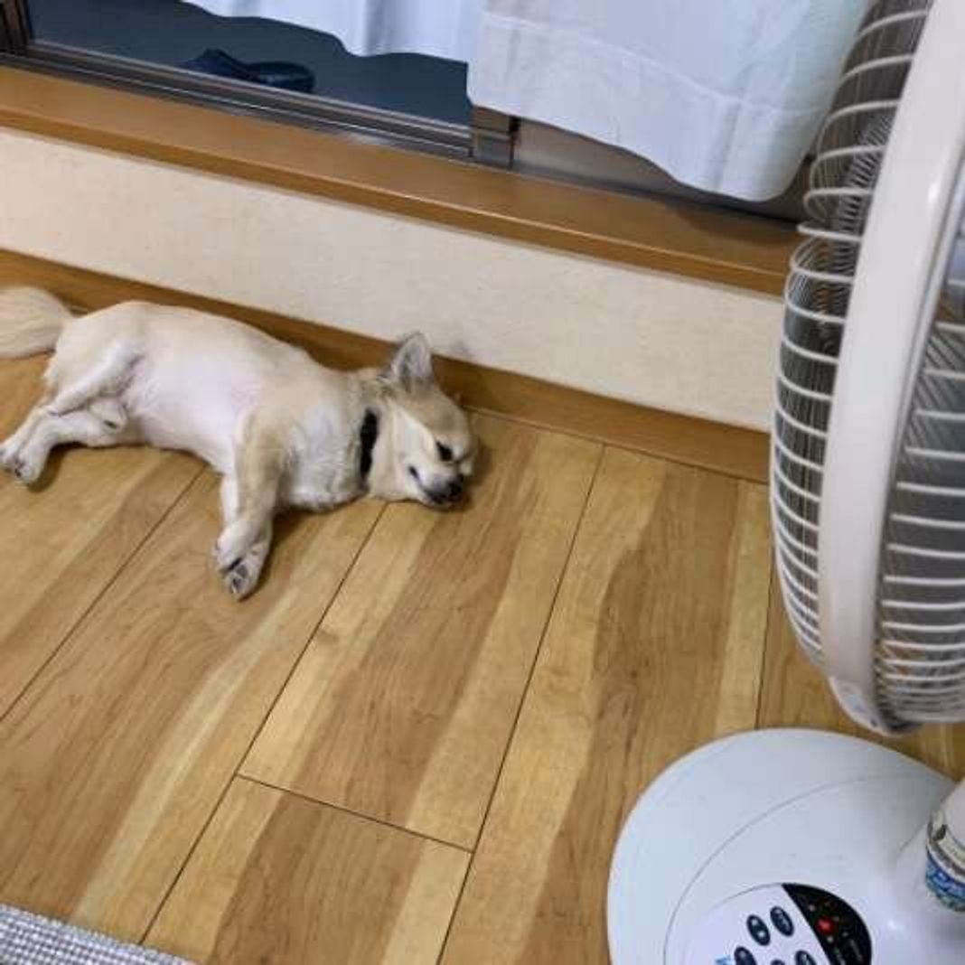 これって夏バテ 犬の熱中症と夏バテの違いを解説 いぬのきもちweb Magazine これって夏バテ 犬の熱中症と夏バテの違いを解説 いぬのきもちweb Magazine