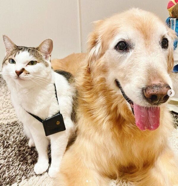 見つめる小麦ちゃん、豆ちゃん