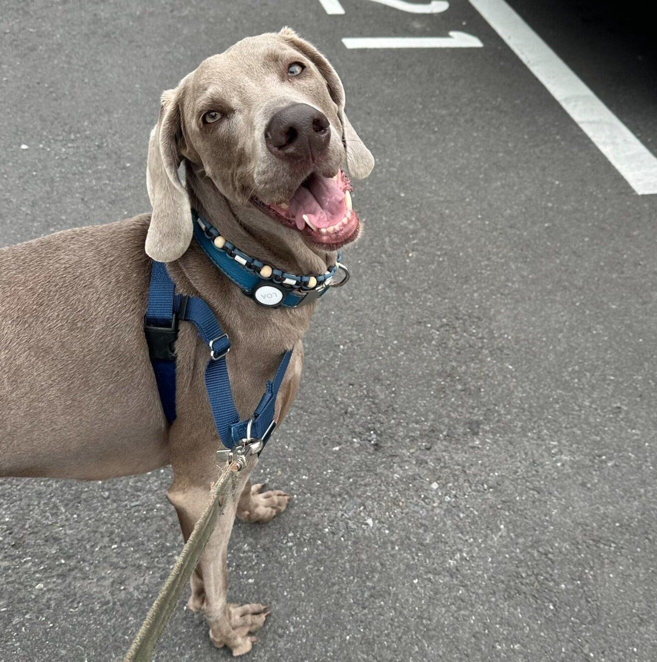 「楽しい」と伝えてくるろあくん