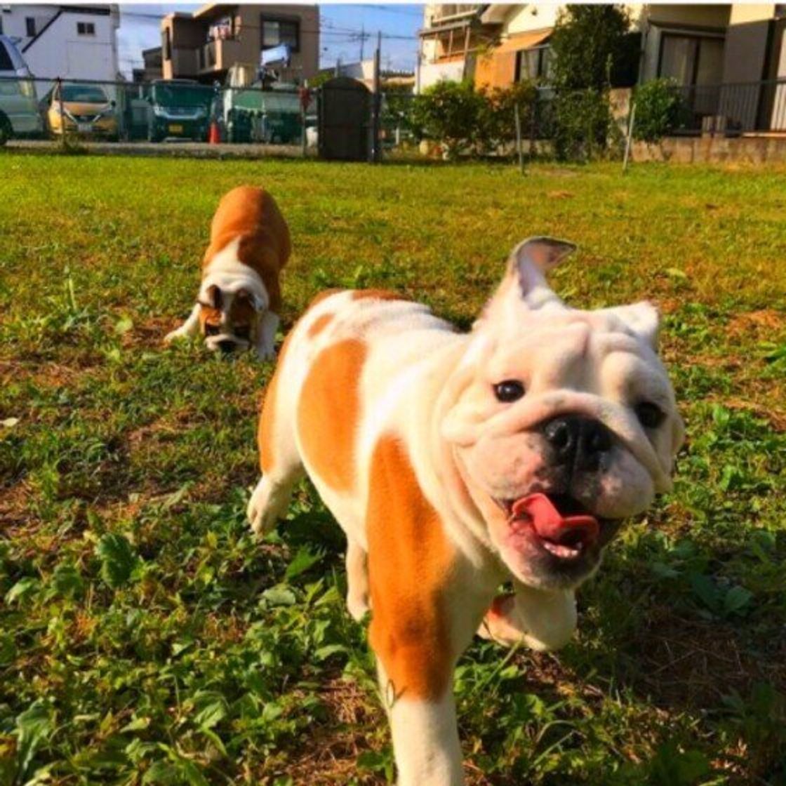 ブルドッグの特徴と性格 飼い方 価格相場など 犬図鑑 いぬのきもちweb Magazine ブルドッグの特徴と性格 飼い方 価格相場など 犬図鑑 いぬのきもちweb Magazine