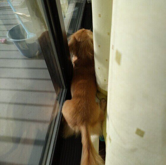 カニーンヘン・ダックスフンドのさくくん