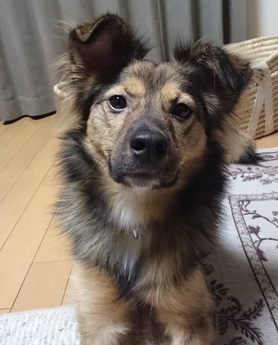 「野良で生きてきたワイルドさが残っています」と飼い主さんがコメントした推定1才の頃の陸くん