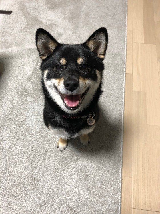 おやつを待つ柴犬