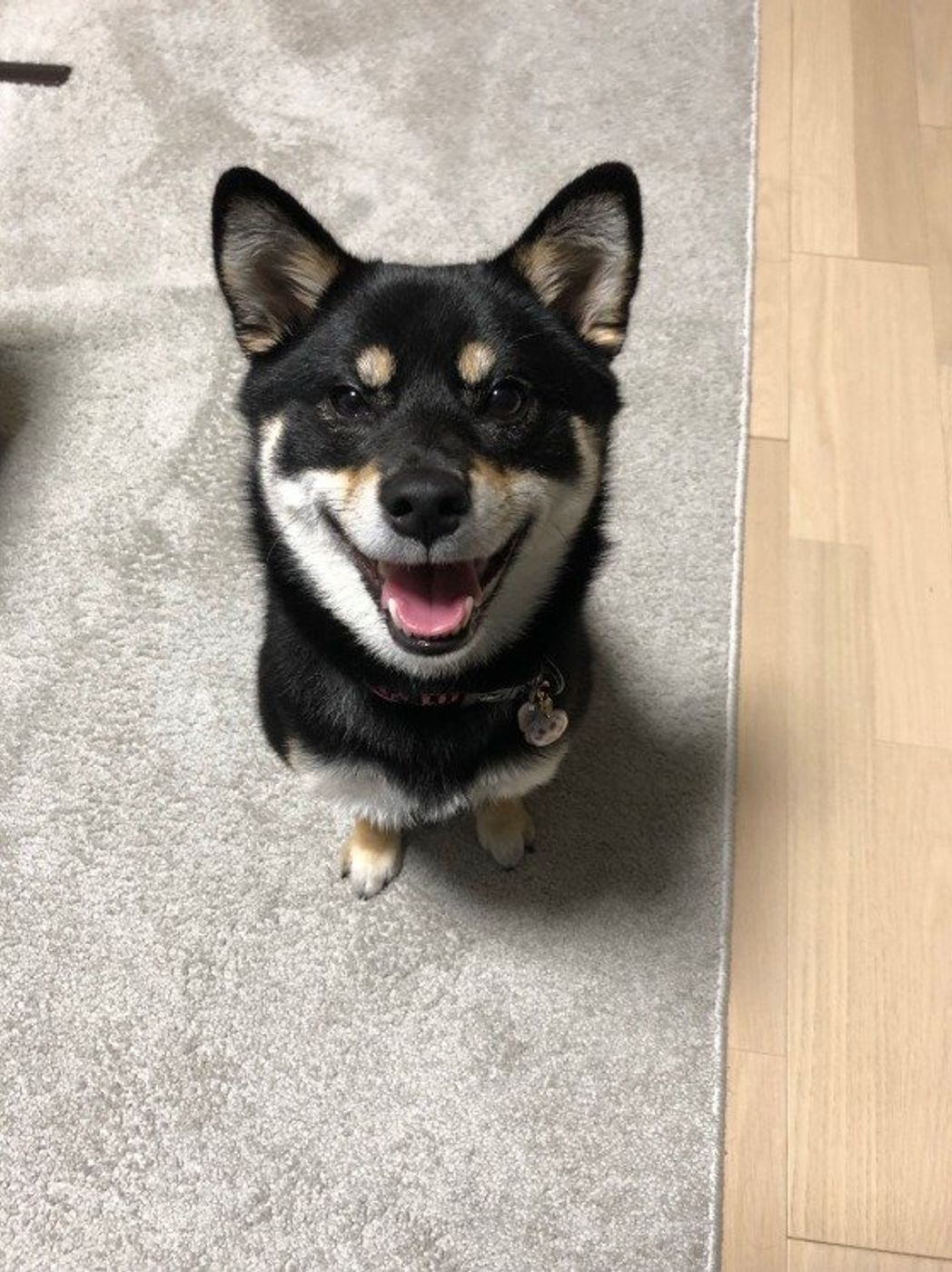 飼い主が考える以上かも 賢い犬の行動とその理由 いぬのきもちweb Magazine 飼い主が考える以上かも 賢い犬の行動とその理由 いぬのきもちweb Magazine