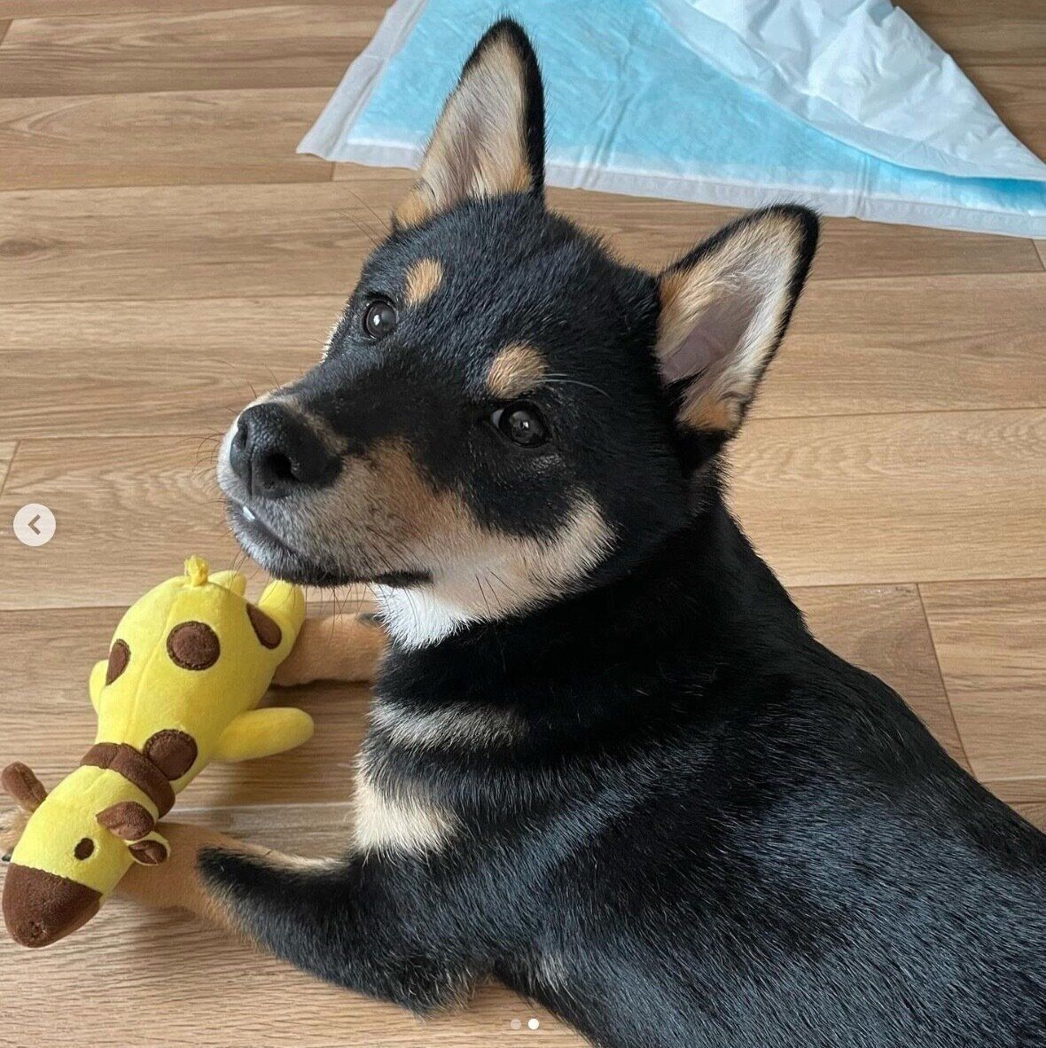 おもちゃで遊ぶおじゃるくん