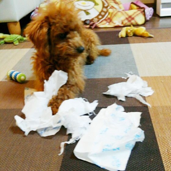 イタズラするトイ・プードル