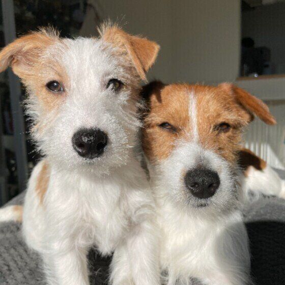 これって座り方のクセ？注意するべき犬の座り方とは いぬのきもち