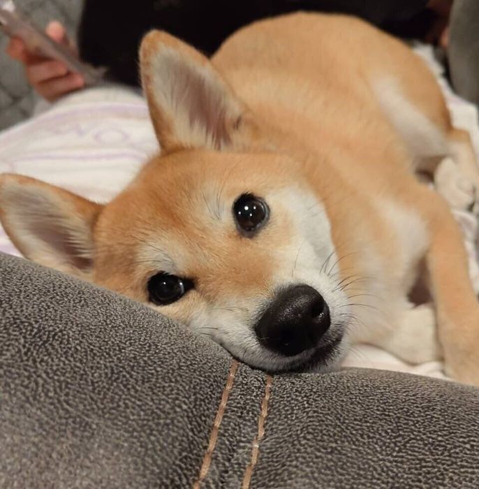 見つめるたびくん
