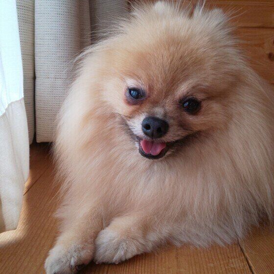 笑顔のポメラニアン