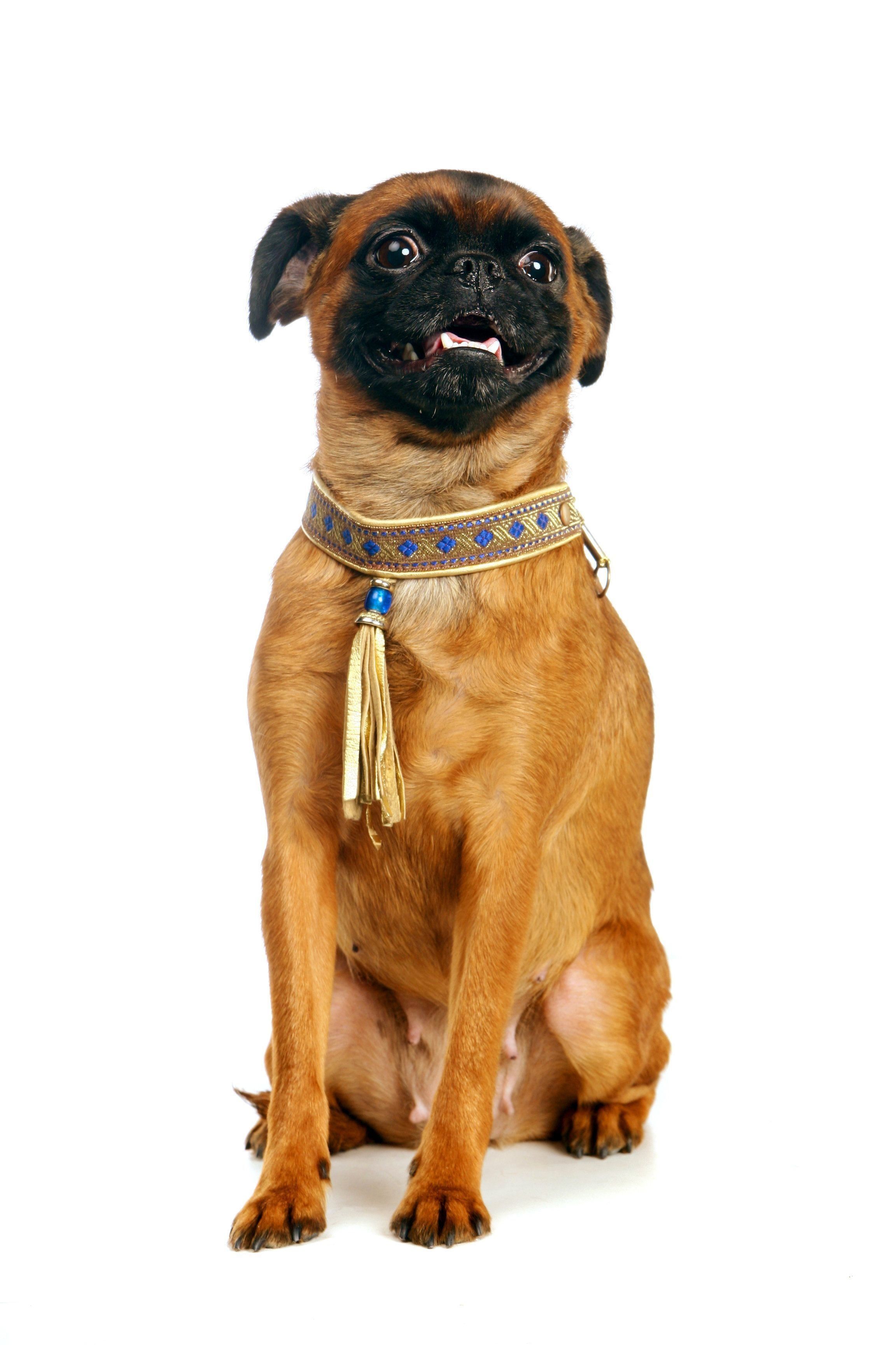 プチ・ブラバンソン