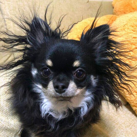 静電気で被毛がふわふわなチワワちゃん