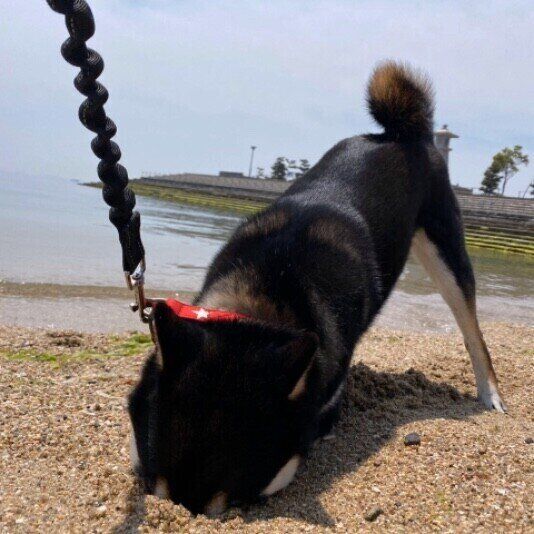 堀り堀りして顔をつっこむ柴のカイくん