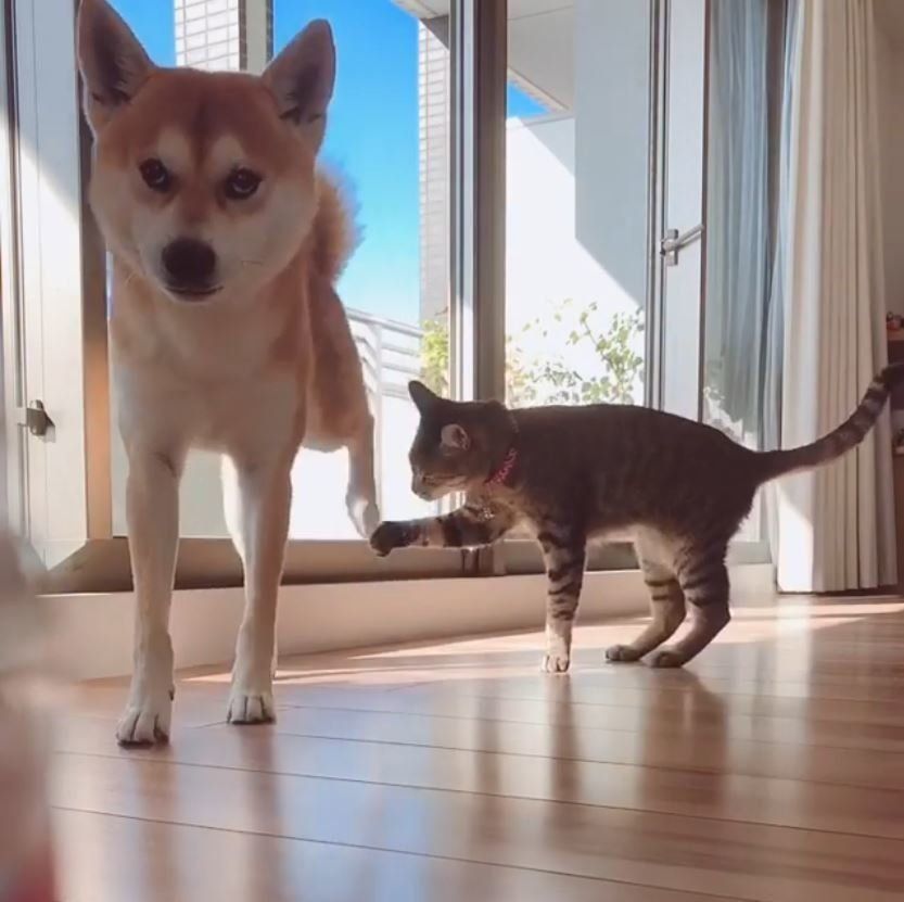 柴犬と猫