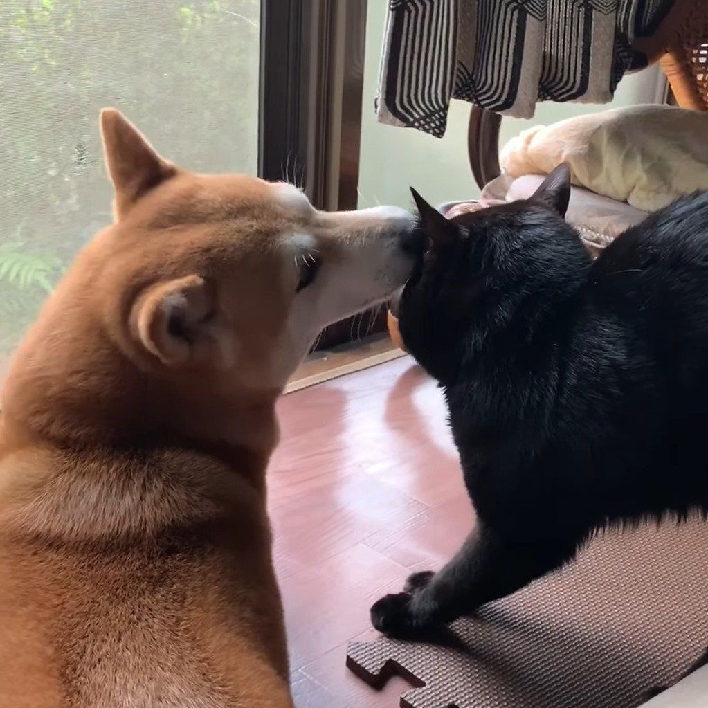 天ちゃんのお世話をするももちゃん