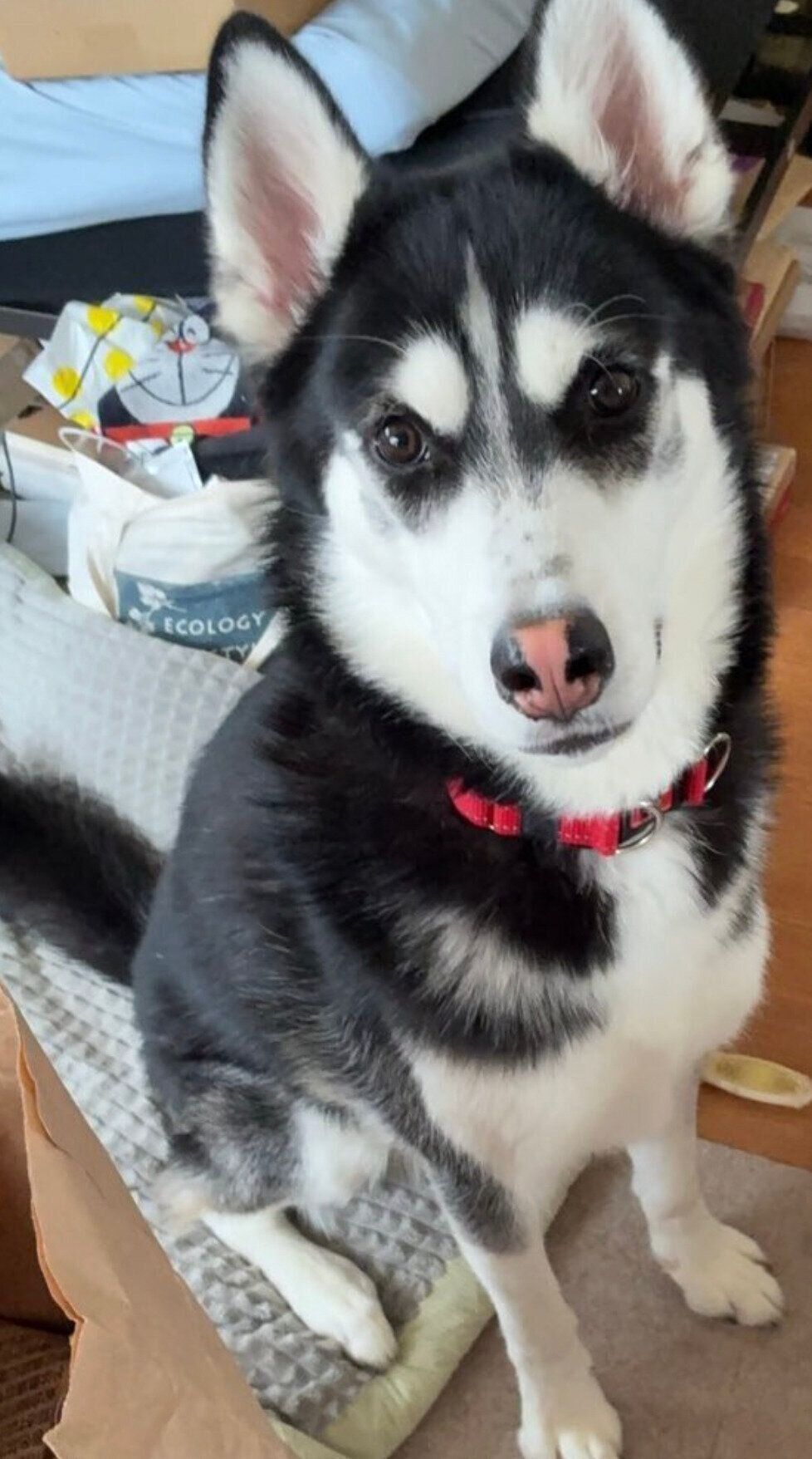 ニコッとした表情のカイくん