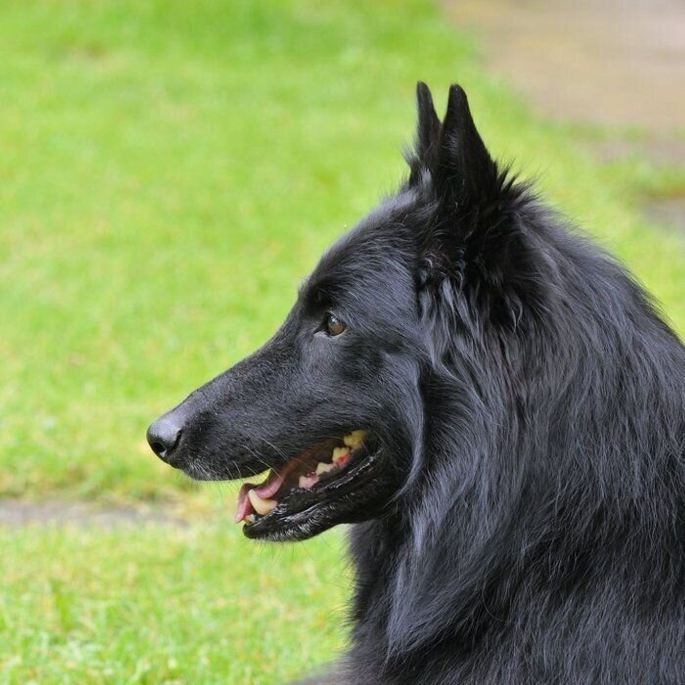 ベルジアン シェパード ドッグ グローネンダールの特徴 性格 最新価格と飼い方 いぬのきもち 犬図鑑 いぬのきもちweb Magazine ベルジアン シェパード ドッグ グローネンダールの特徴 性格 最新価格と飼い方 いぬのきもち 犬図鑑 いぬのきもちweb Magazine