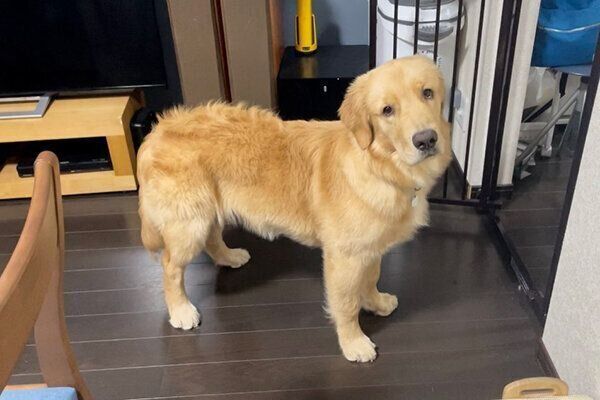 柵の前で見つめるセナくん