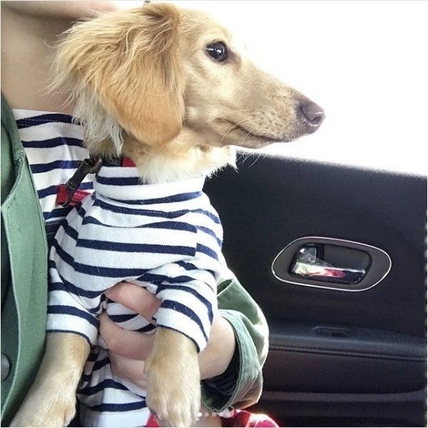 洋服着るワンコ