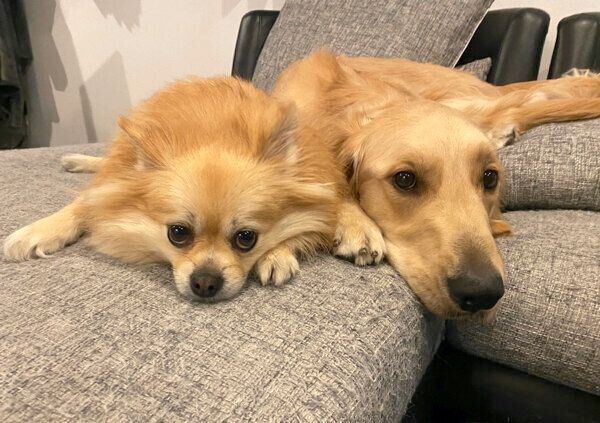 まったりするぽん吉くんとらん丸くん