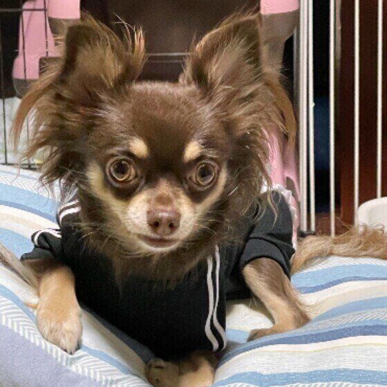 チワワのショコラちゃん♪