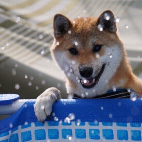 柴犬 プールで水遊び