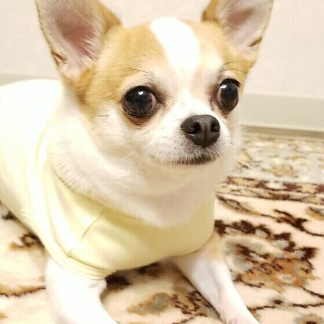 獣医師監修 犬の子宮蓄膿症 症状と治療 手術の費用やメリット デメリット いぬのきもちweb Magazine 獣医師監修 犬の子宮蓄膿症 症状と治療 手術の費用やメリット デメリット いぬのきもちweb Magazine