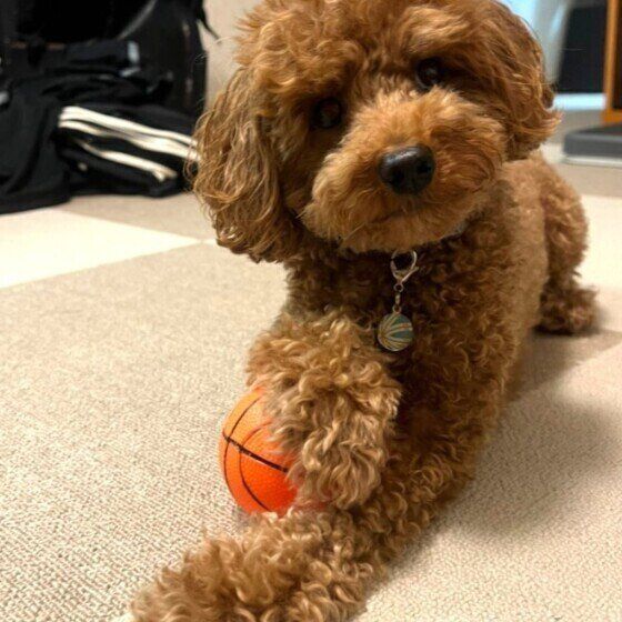 ボールを持つブルーノくん