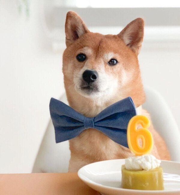 キリッとするカンナくん